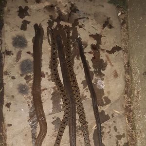 Meet your Posher, Cameron